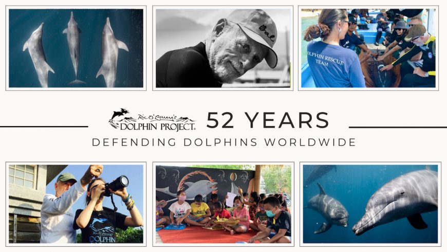 Dolphin Project: 52 Years Defending Dolphins Worldwide