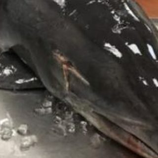 Impaled dolphin found dead on Fort Myers beach.