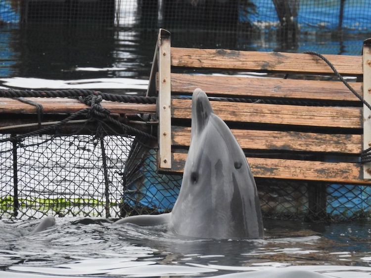 Captive dolphin languishes in enclosure, Taiji, Japan