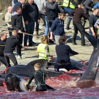 Once helplessly stranded, the whales are subjected to complete chaos, commotion, and yelling as hunters start the practice of dragging them ashore. Imagine the terror these highly social and complex beings go through as the entire pod is being demonished in a tremendous bloodbath.