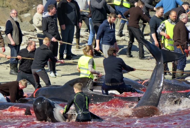 Once helplessly stranded, the whales are subjected to complete chaos, commotion, and yelling as hunters start the practice of dragging them ashore. Imagine the terror these highly social and complex beings go through as the entire pod is being demonished in a tremendous bloodbath.
