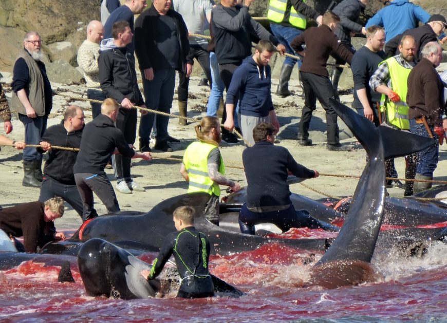 Once helplessly stranded, the whales are subjected to complete chaos, commotion, and yelling as hunters start the practice of dragging them ashore. Imagine the terror these highly social and complex beings go through as the entire pod is being demonished in a tremendous bloodbath.