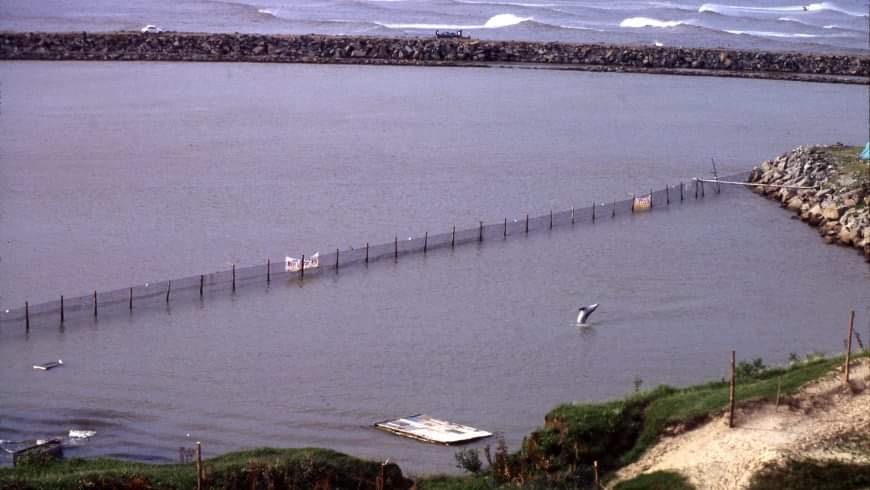 Flipper of Brazil’s sea pen