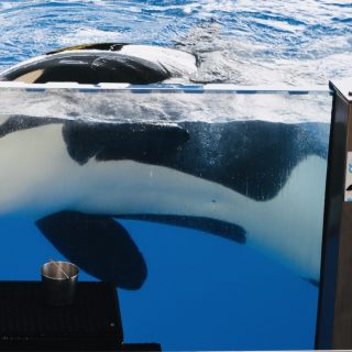 At Loro Parque, Morgan spends her days performing for crowds of mainly European tourists. Her attention remains fixated on the bucket of fish throughout most of the show, and trainers have successfully programmed her to perform abnormal behaviours in exchange for food rewards.