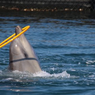 captive dolphin performing tricks