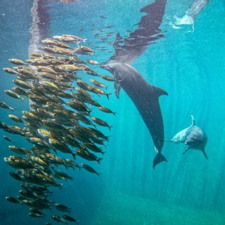 Johnny hunting live fish, Umah Lumba Center, Bali, Indonesia