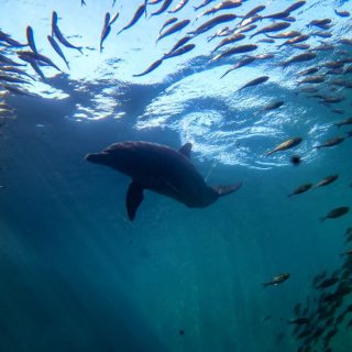 Rambo swims in the healing waters of the Umah Lumba Center, Bali, Indonesia