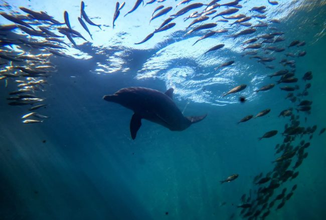 Rambo swims in the healing waters of the Umah Lumba Center, Bali, Indonesia