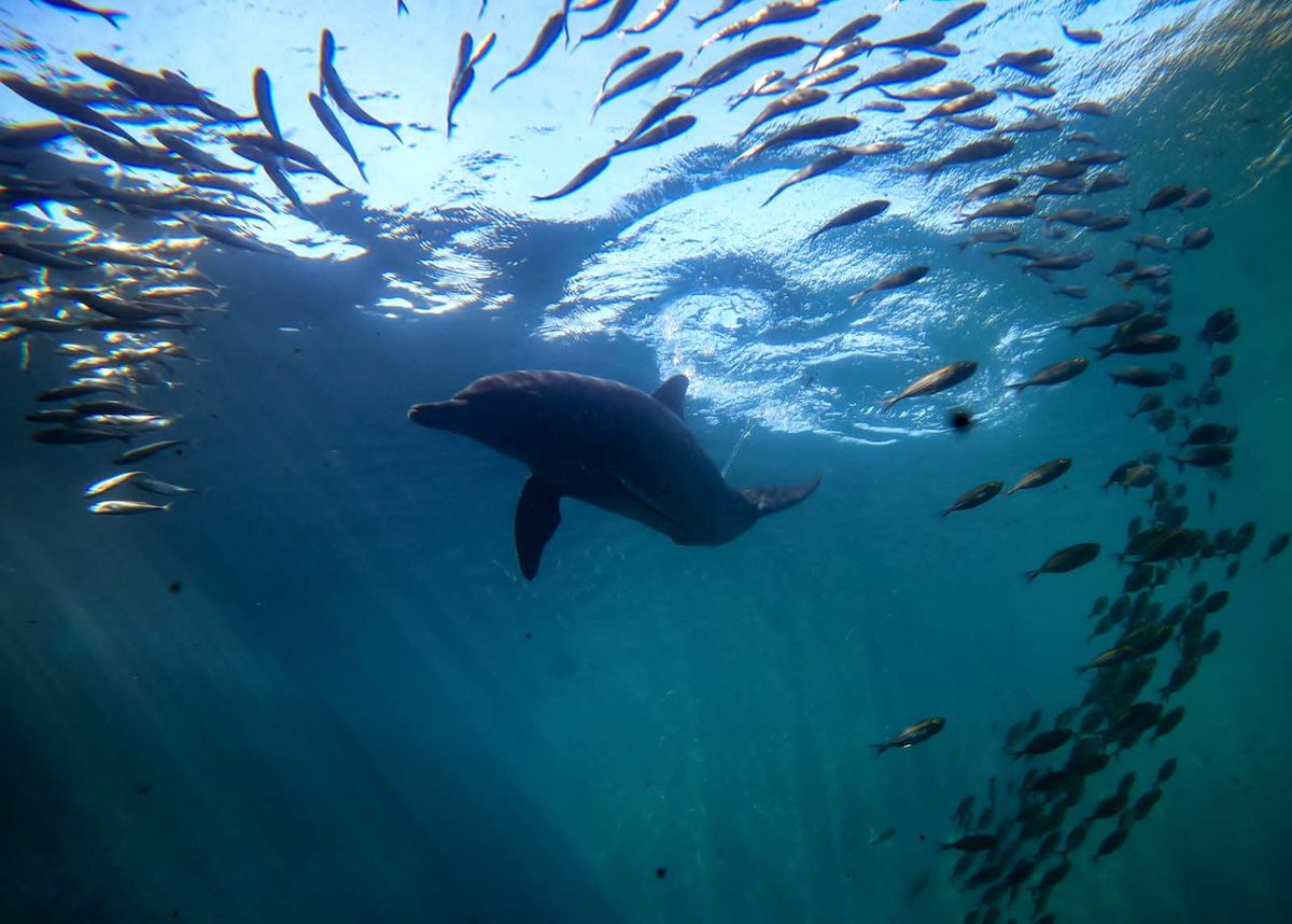 Rambo swims in the healing waters of the Umah Lumba Center, Bali, Indonesia