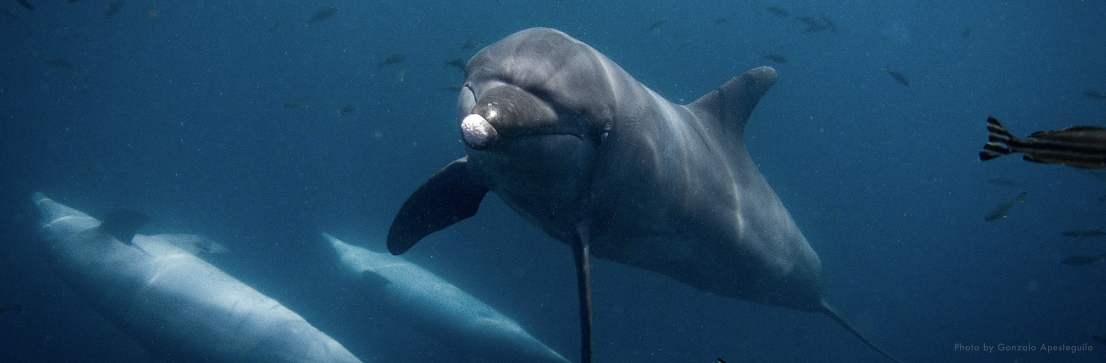 rescued dolphins Johnny Rocky and Rambo