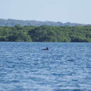 Swimming Free!
