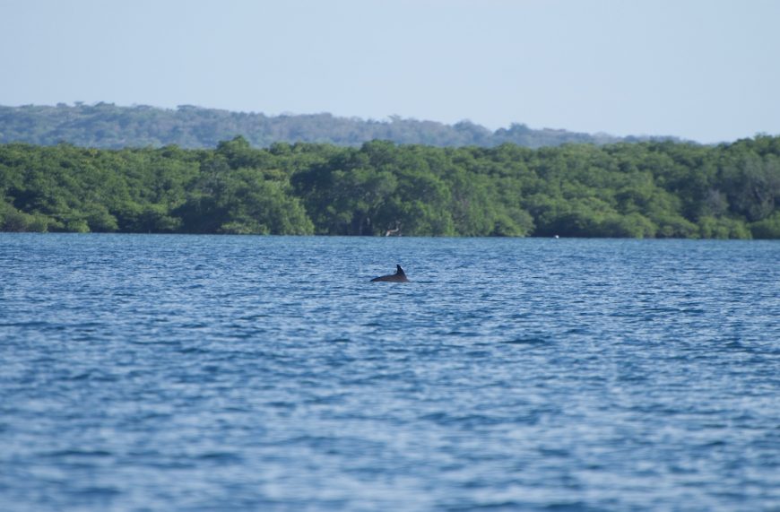 Swimming Free!