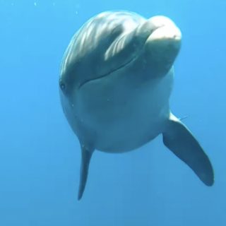 Update on released dolphins