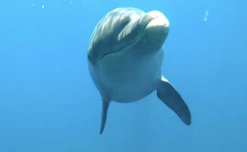 Update on released dolphins
