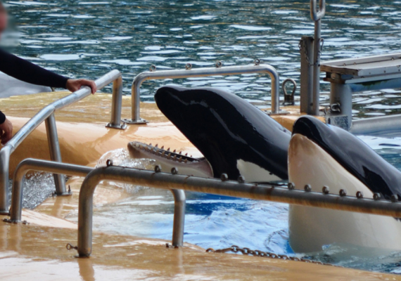 Loro Parque Petition Banner