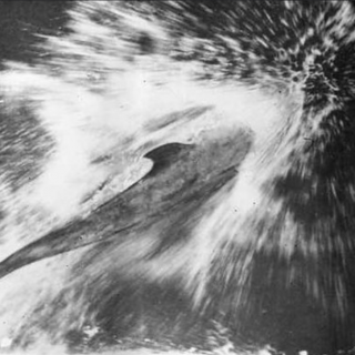 Pelorus Jack