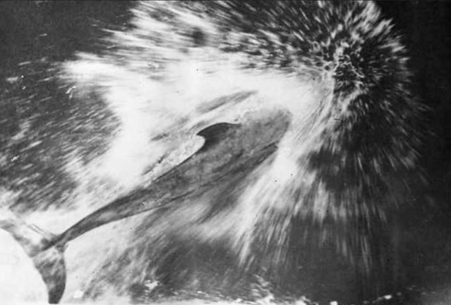Pelorus Jack