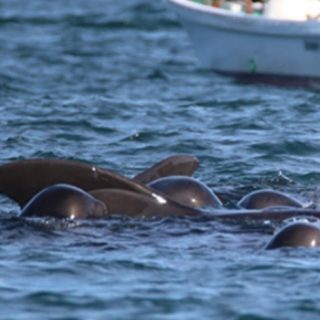 Pilot whales are driven into the Cove for slaughter, Taiji, Japan