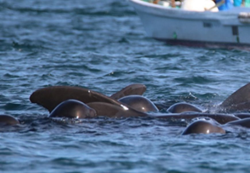 Pilot whales are driven into the Cove for slaughter, Taiji, Japan