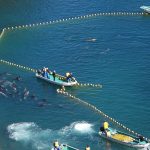 Bottlenose dolphins captured for your entertainment, Taiji, Japan