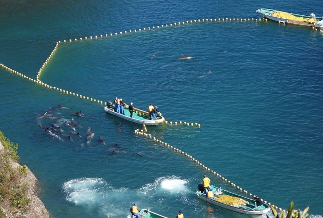 Bottlenose dolphins captured for your entertainment, Taiji, Japan