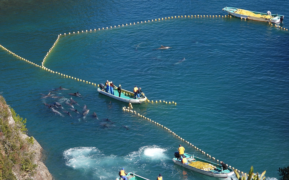 Bottlenose dolphins captured for your entertainment, Taiji, Japan