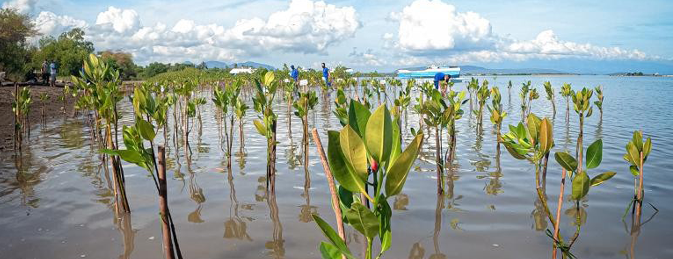 Image of tree planting Bali Indonesia