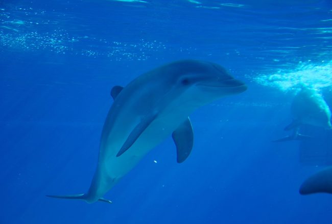 Captive dolphin at The Mirage, Las Vegas