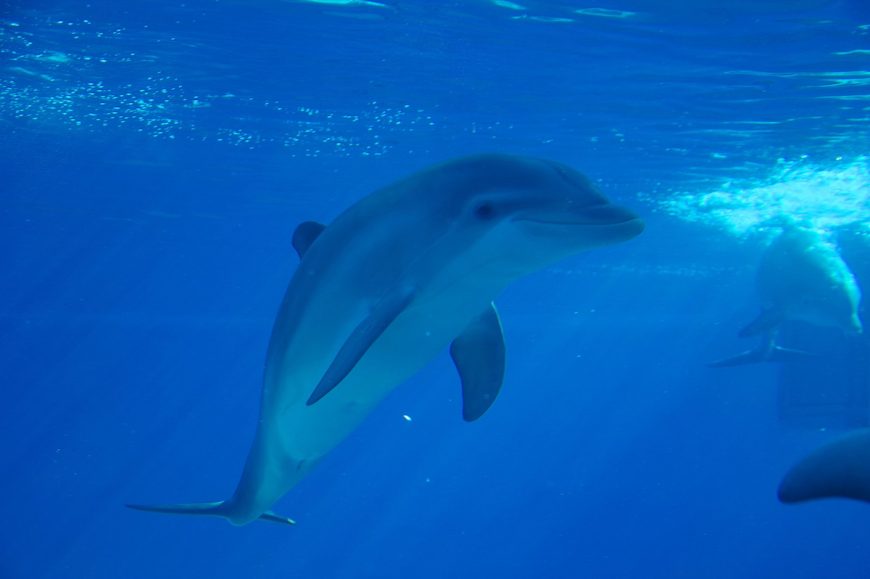 Captive dolphin at The Mirage, Las Vegas