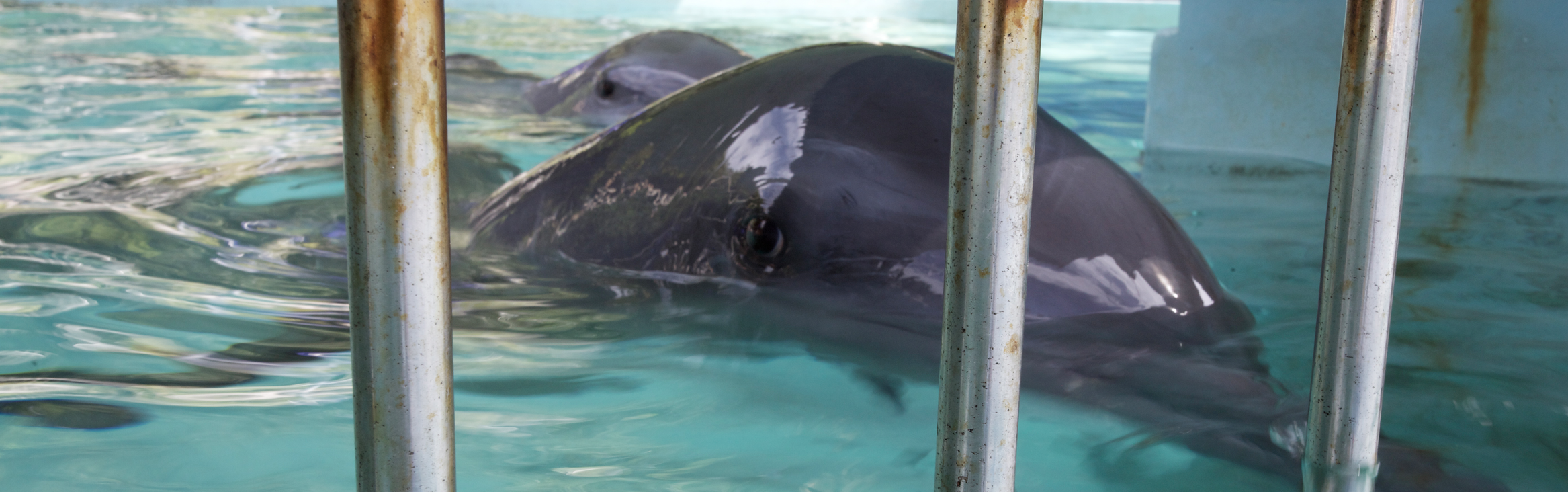 image of captive dolphins behind bars in Bali, Indonesia