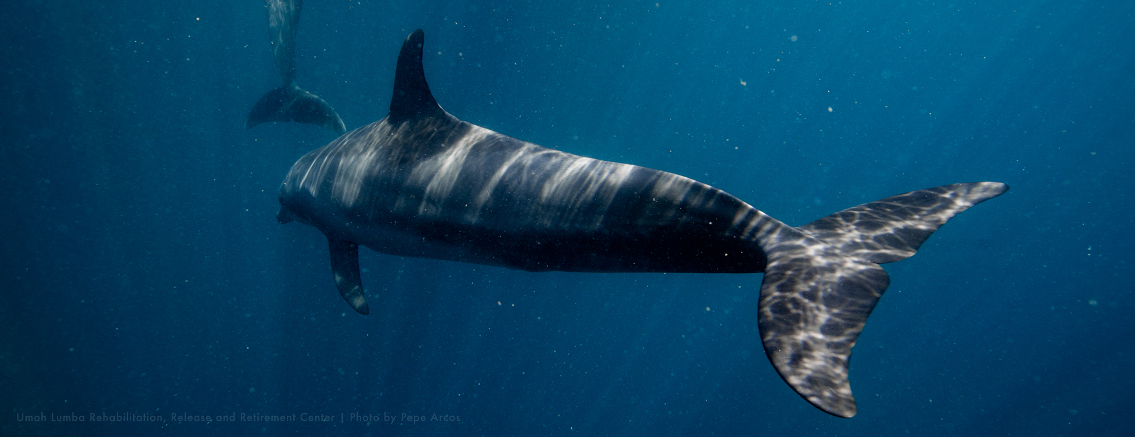 Image of rescued dolphins