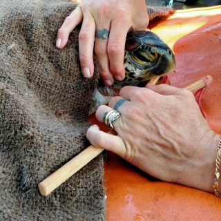 Rescued green sea turtle, Umah Lumba Center, Bali, Indonesia