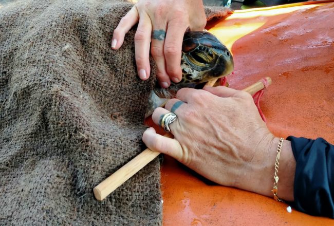 Rescued green sea turtle, Umah Lumba Center, Bali, Indonesia