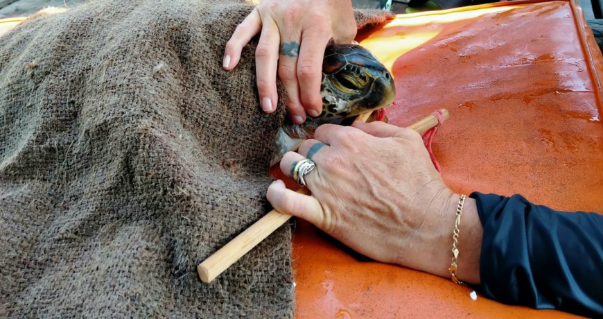 Rescued green sea turtle, Umah Lumba Center, Bali, Indonesia