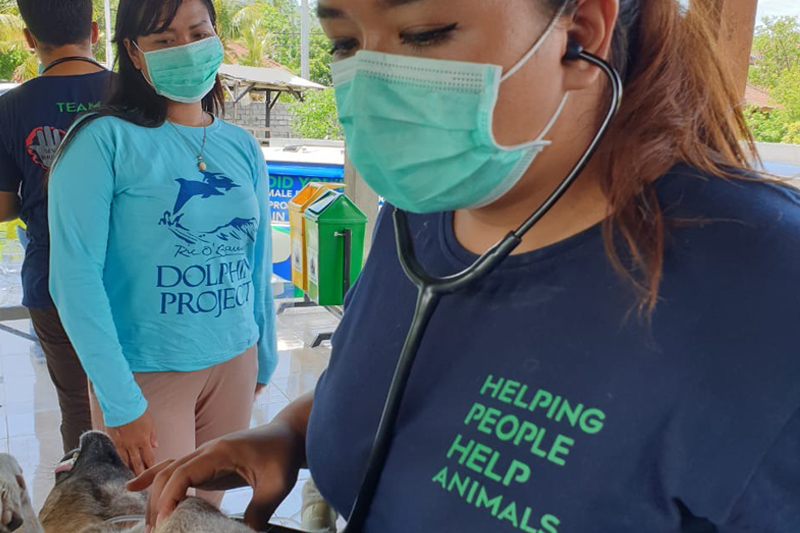 Dolphin Project vet clinic in Bali
