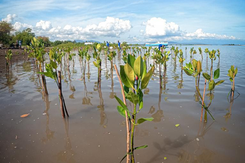 tree planting bali - mangroves planted