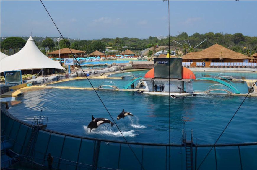 Featured image: On July 12, 2015, Sharkan’s son Inouk and her daughter Wikie performed alongside Moana, Keijo, and now deceased Valentin at Marineland d'Antibes on the French Riviera. Valentin’s mother Freya died on June 20, just three weeks before this photo was taken. Her son Valentin died in October that same year.