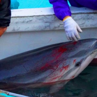 A pod of 28 striped dolphins was slaughtered in The Cove, Taiji, Japan