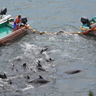 Dolphins are driven into the Cove for slaughter or captive selection, Taiji, Japan