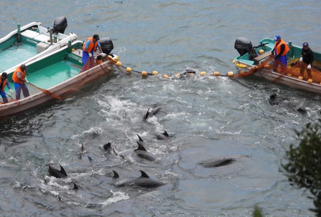 Dolphins are driven into the Cove for slaughter or captive selection, Taiji, Japan