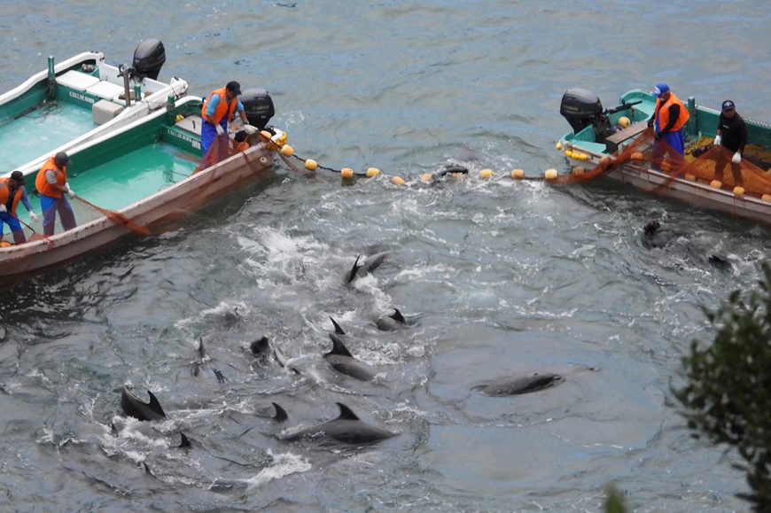 Dolphins are driven into the Cove for slaughter or captive selection, Taiji, Japan