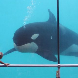 Freya, Marineland d’Antibes