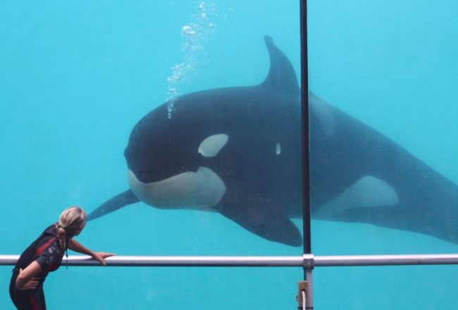 Freya, Marineland d’Antibes