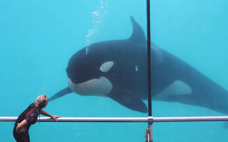 Freya, Marineland d’Antibes