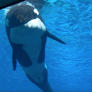 Kiska, Marineland, Niagara Falls