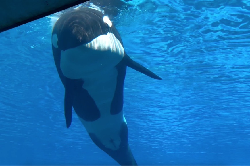 Kiska, Marineland, Niagara Falls