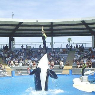 Lolita performs in her tiny tank at Miami Seaquarium