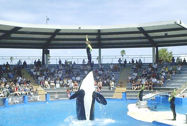 Lolita performs in her tiny tank at Miami Seaquarium