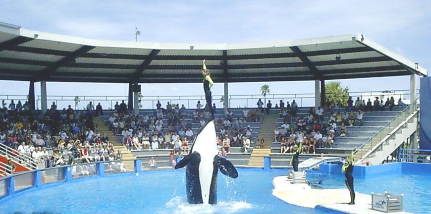 Lolita performs in her tiny tank at Miami Seaquarium