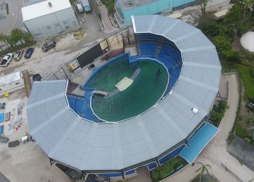 Lolita in her tiny tank at the Miami Seaquarium